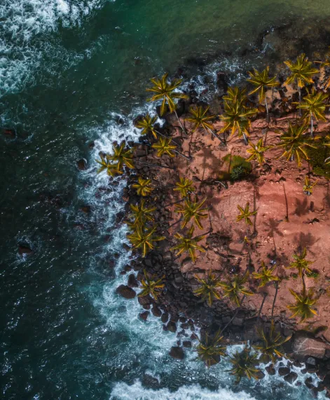 Coconut Tree Hill