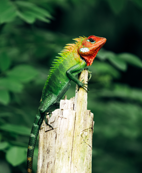 Sinharaja Forest Reserve