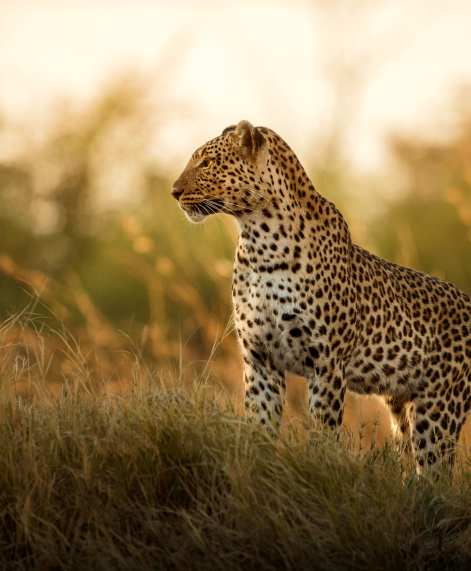 Yala National Park