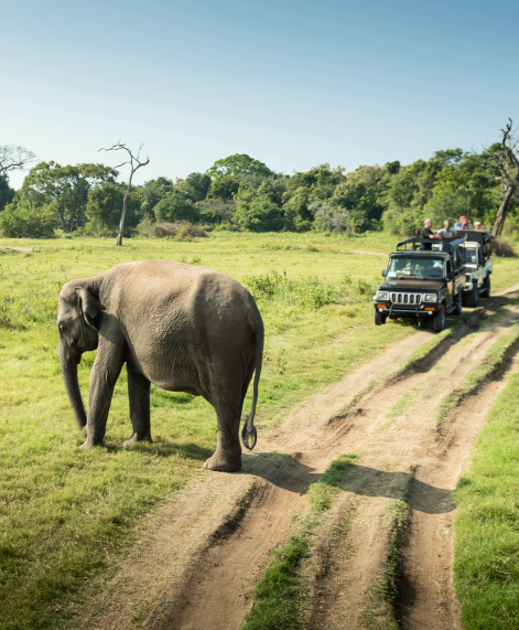 Udawalawe National Park
