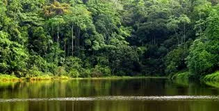 Kanneliya Forest Reserve