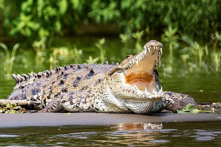 Nilwala crocodile and bird watching boat tour
