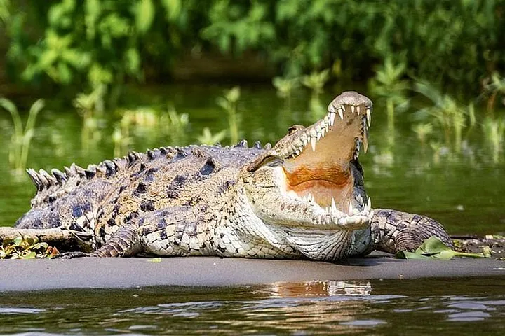 Nilwala crocodile and bird watching boat tour