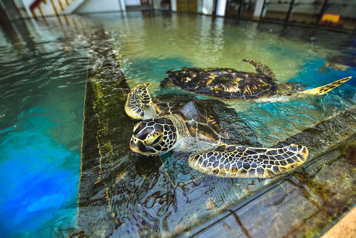 Habaraduwa Turtle Hatchery 31