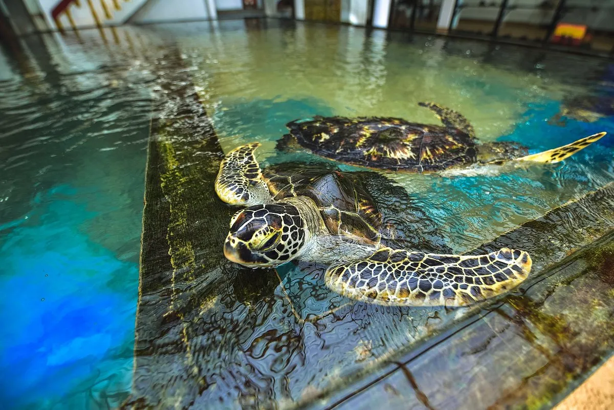 Habaraduwa Turtle Hatchery 31