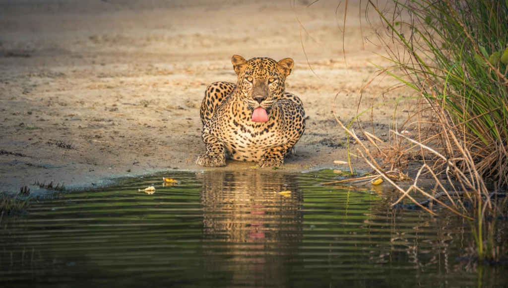 Hiriketiya to Yala: From Surf Paradise to Wildlife Adventure