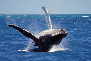 whale watching Mirissa